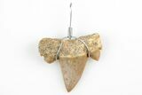 .75" to 1.25" Wire Wrapped Shark Tooth Pendant - Morocco - Photo 3